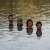 Im Fluss _ In Flux